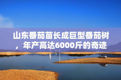 山东番茄苗长成巨型番茄树，年产高达6000斤的奇迹故事