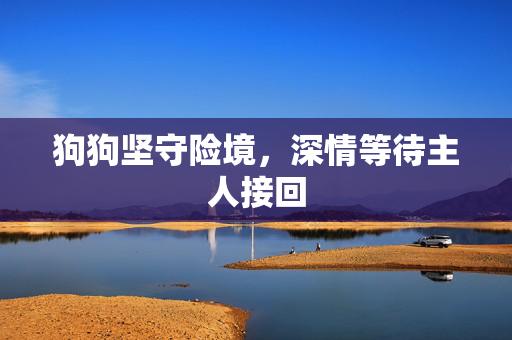 狗狗坚守险境，深情等待主人接回