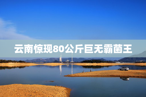 云南惊现80公斤巨无霸菌王