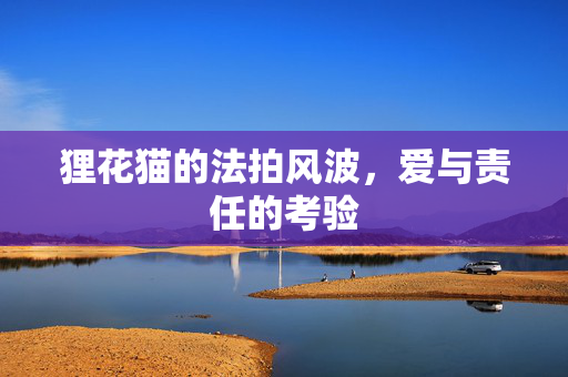狸花猫的法拍风波，爱与责任的考验