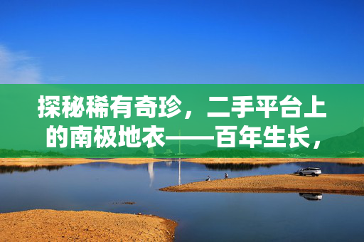 探秘稀有奇珍，二手平台上的南极地衣——百年生长，一毫米的奇迹