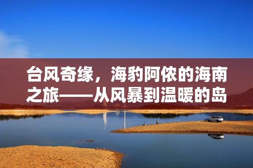 台风奇缘，海豹阿侬的海南之旅——从风暴到温暖的岛民生活