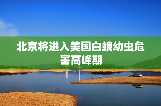北京将进入美国白蛾幼虫危害高峰期