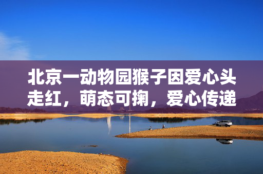 北京一动物园猴子因爱心头走红，萌态可掬，爱心传递的温暖故事