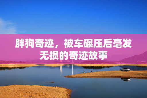 胖狗奇迹，被车碾压后毫发无损的奇迹故事