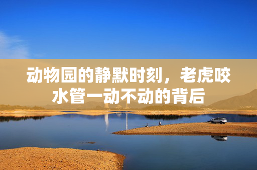 动物园的静默时刻，老虎咬水管一动不动的背后
