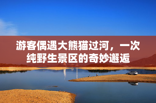 游客偶遇大熊猫过河，一次纯野生景区的奇妙邂逅