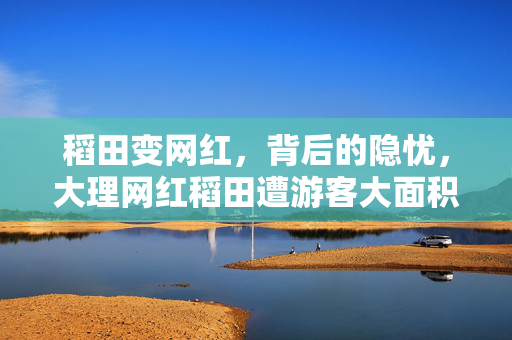 稻田变网红，背后的隐忧，大理网红稻田遭游客大面积踩踏现象分析