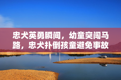 忠犬英勇瞬间，幼童突闯马路，忠犬扑倒孩童避免事故