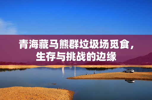 青海藏马熊群垃圾场觅食，生存与挑战的边缘