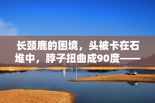 长颈鹿的困境，头被卡在石堆中，脖子扭曲成90度——一场自然界的奇迹与救援
