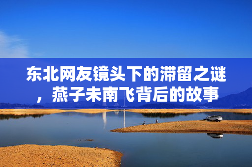 东北网友镜头下的滞留之谜，燕子未南飞背后的故事
