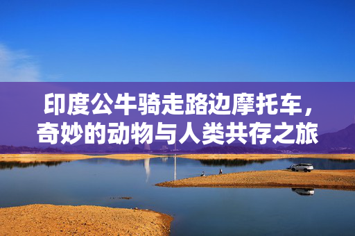 印度公牛骑走路边摩托车，奇妙的动物与人类共存之旅